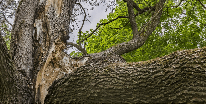 Remplacement d’arbres malades dans Anjou-sur-le-Lac