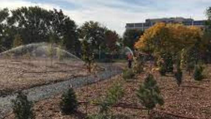 281 arbres plantés au parc Rosemont pour le Jour de la Terre