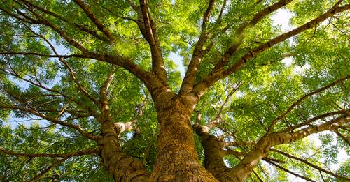 Plan de verdissement : plus de 1000 arbres plantés en 2021 dans RDP-PAT
