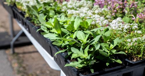 Encore plus de végétaux distribués dans Mercier–Hochelaga-Maisonneuve en mai prochain!