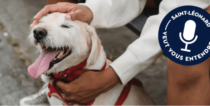 Consultation publique sur les chiens en laisse dans les parcs de Saint-Léonard